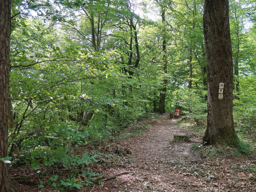 Waldweg