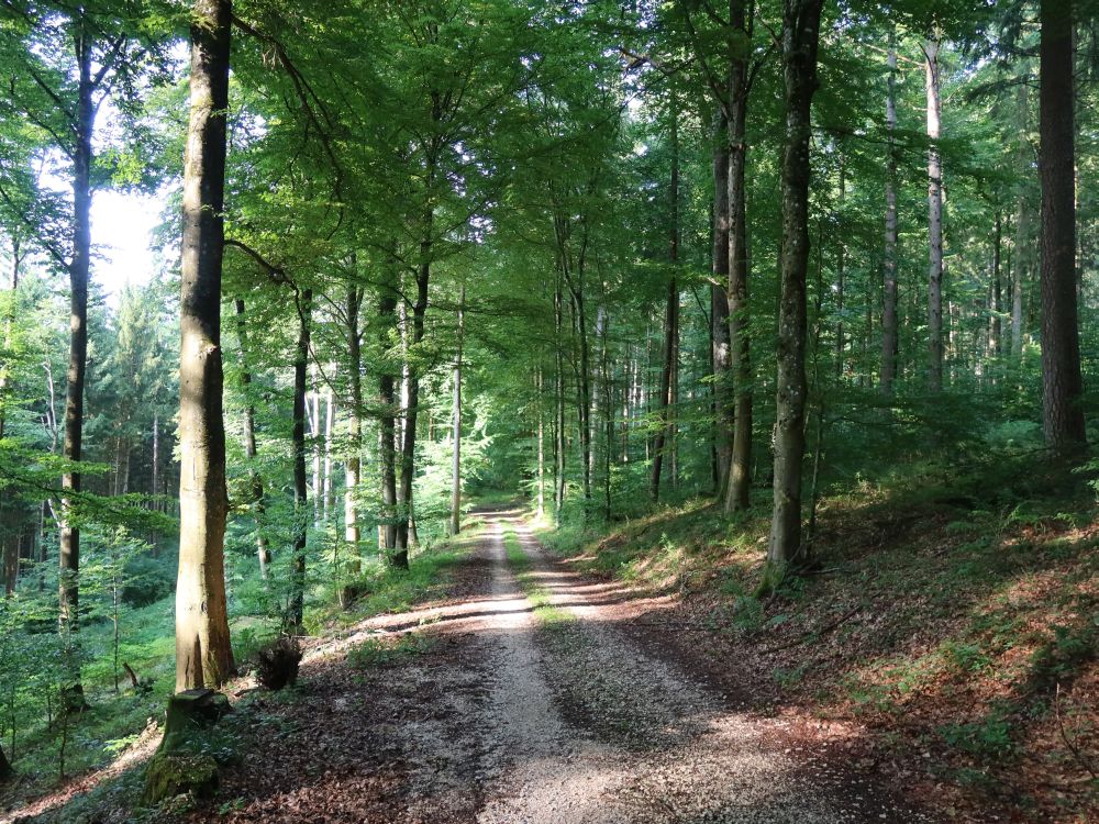 Waldweg