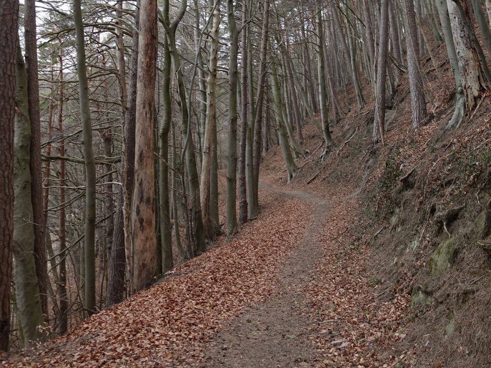 Waldweg