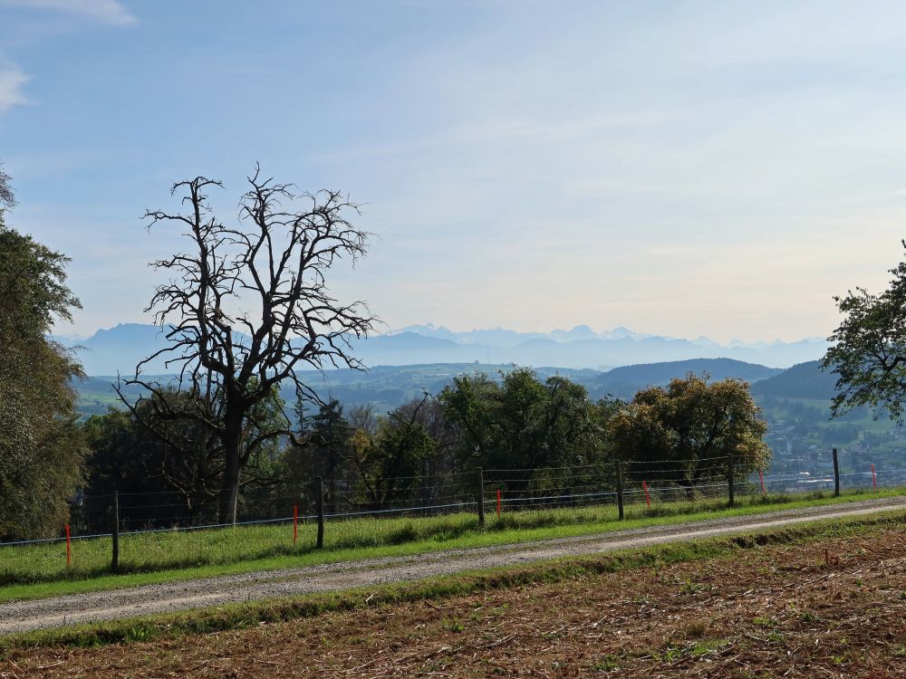 toter Baum und Alpensicht