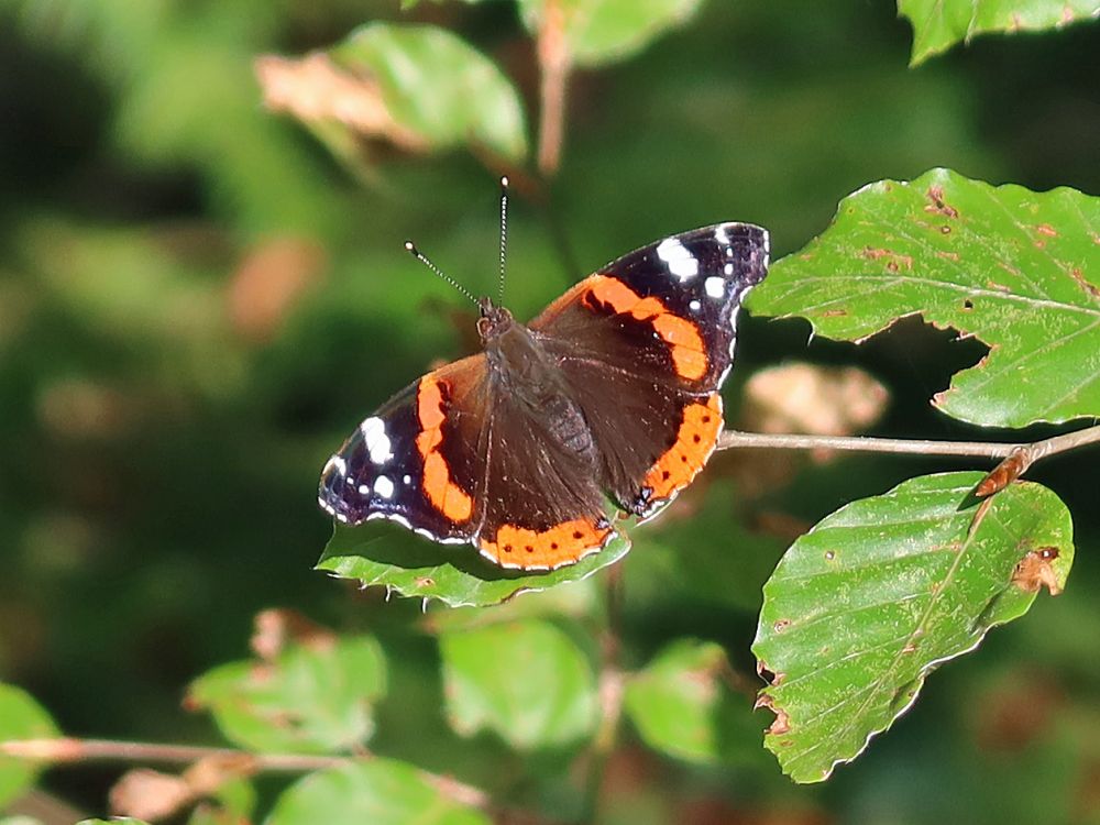 Schmetterling Admiral