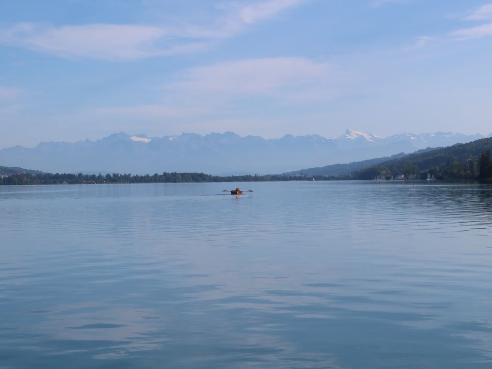 Ruderer auf dem Hallwilersee