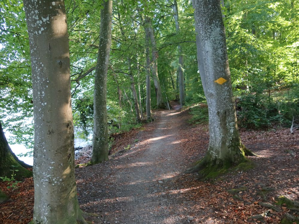 Uferweg am Hallwilersee