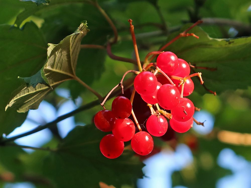 Schneeball-Beeren