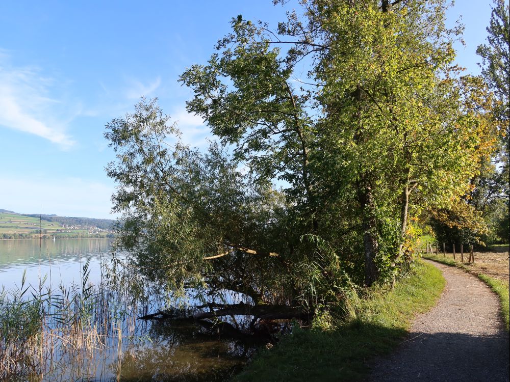 Uferweg am Hallwilersee