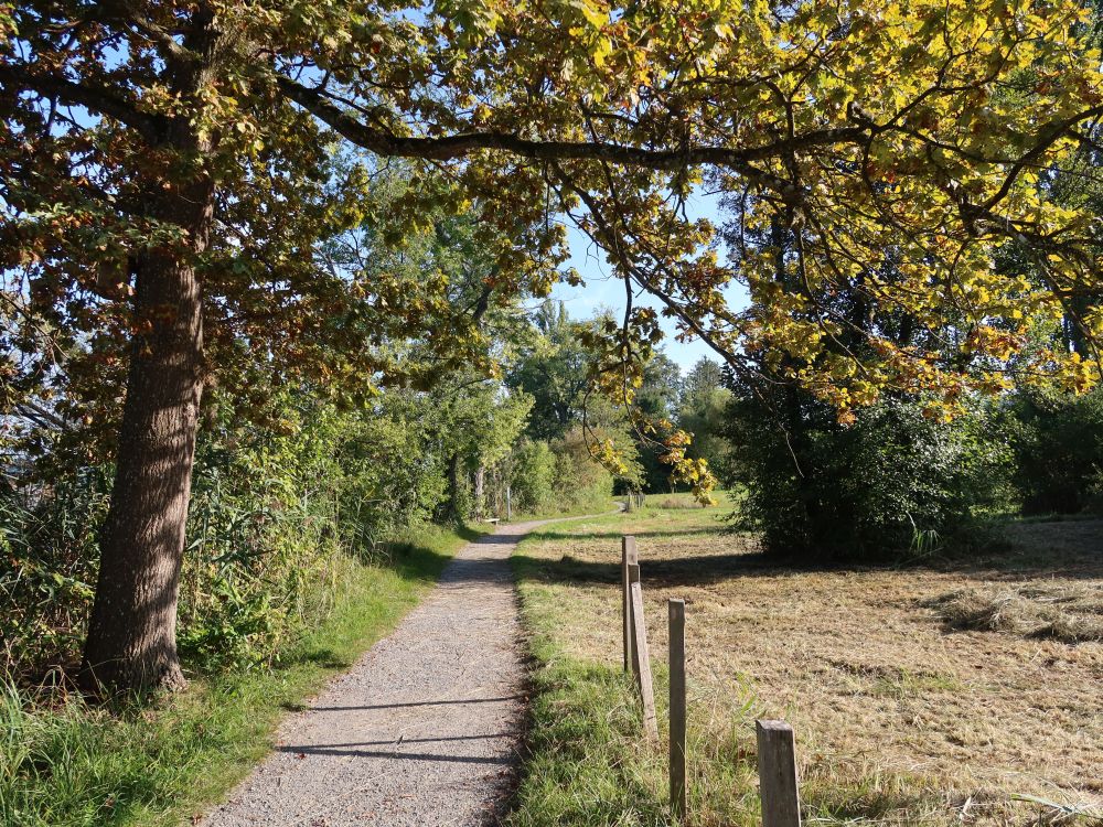 Uferweg am Hallwilersee