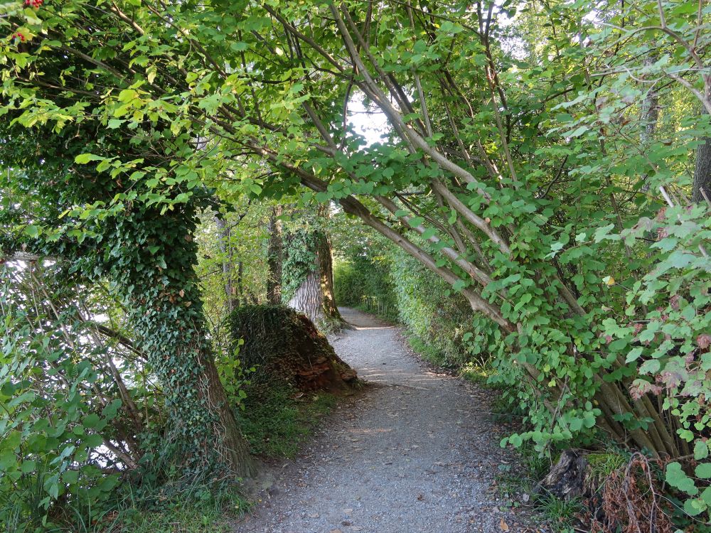 Uferweg am Hallwilersee