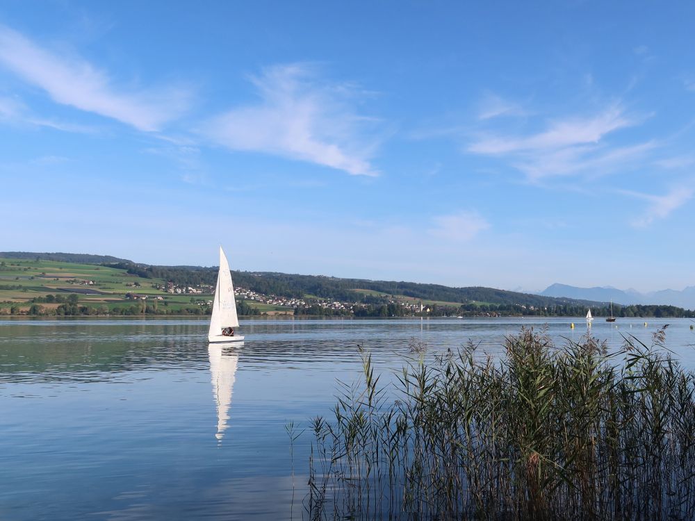 Segelboot auf dem Hallwilersee