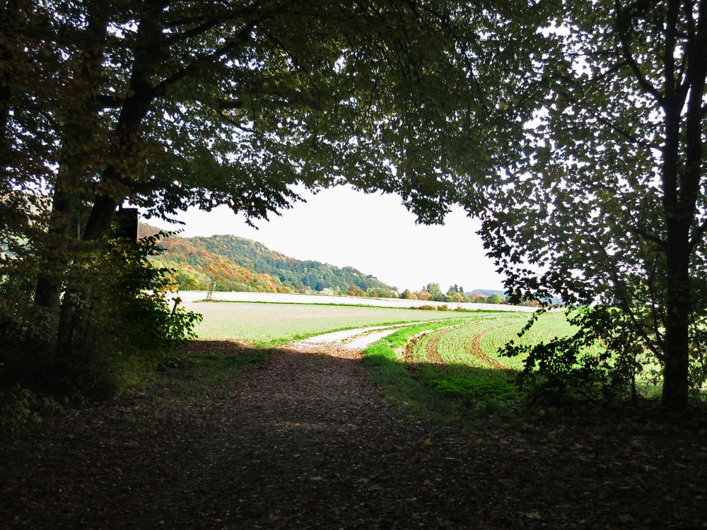 Blick aus dem Wald