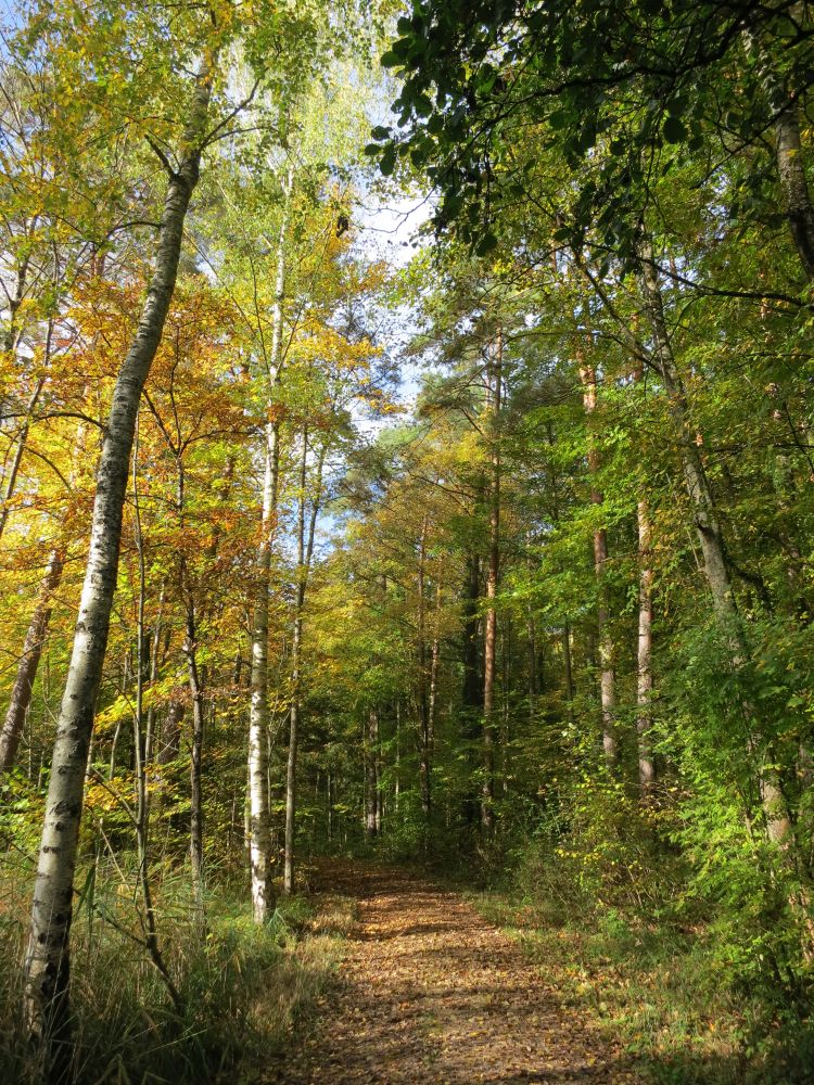 herbstlicher Waldweg