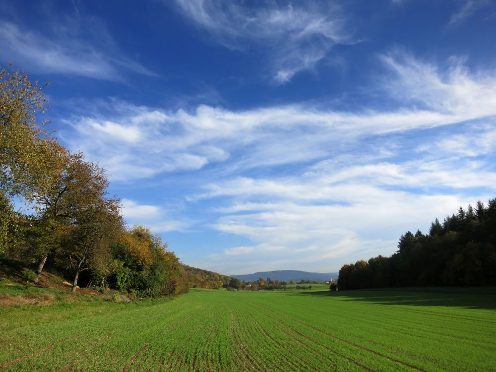 Blick Richtung Gottmadingen