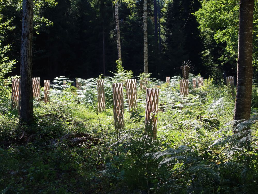 geschützte Jungpflanzen