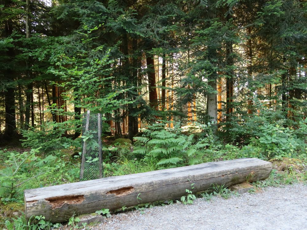 Licht im Wald