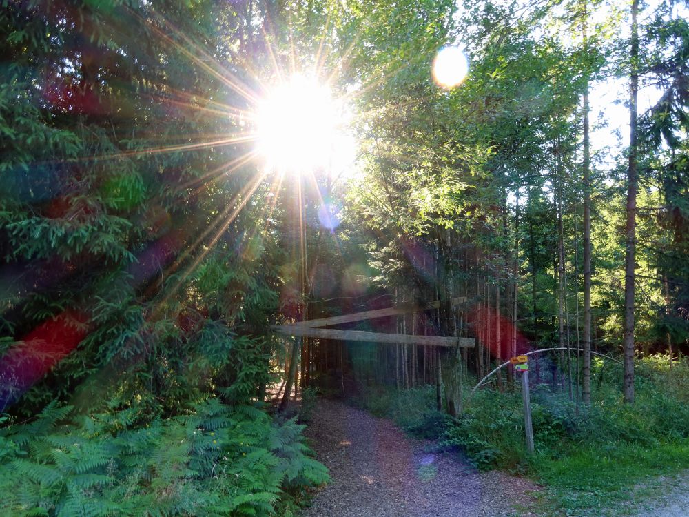 Gegenlicht