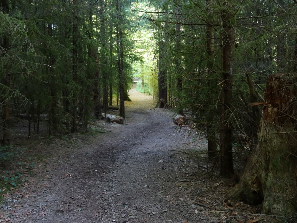 Waldweg