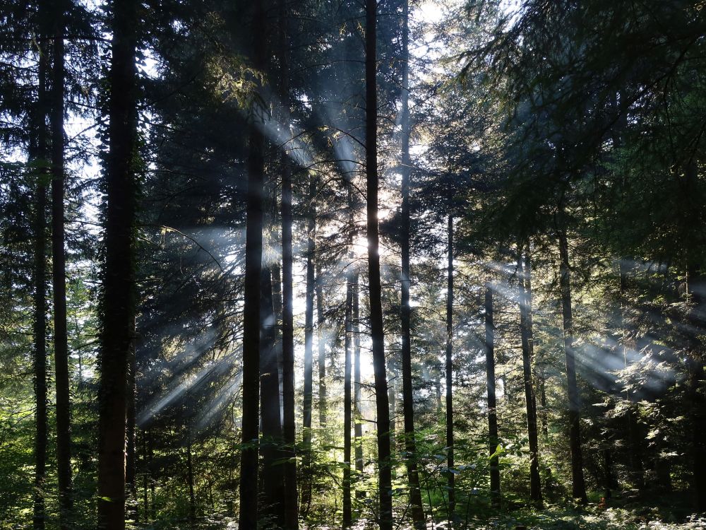 Rauch im Sonnenlicht