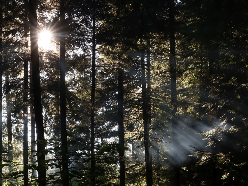 Rauch im Sonnenlicht