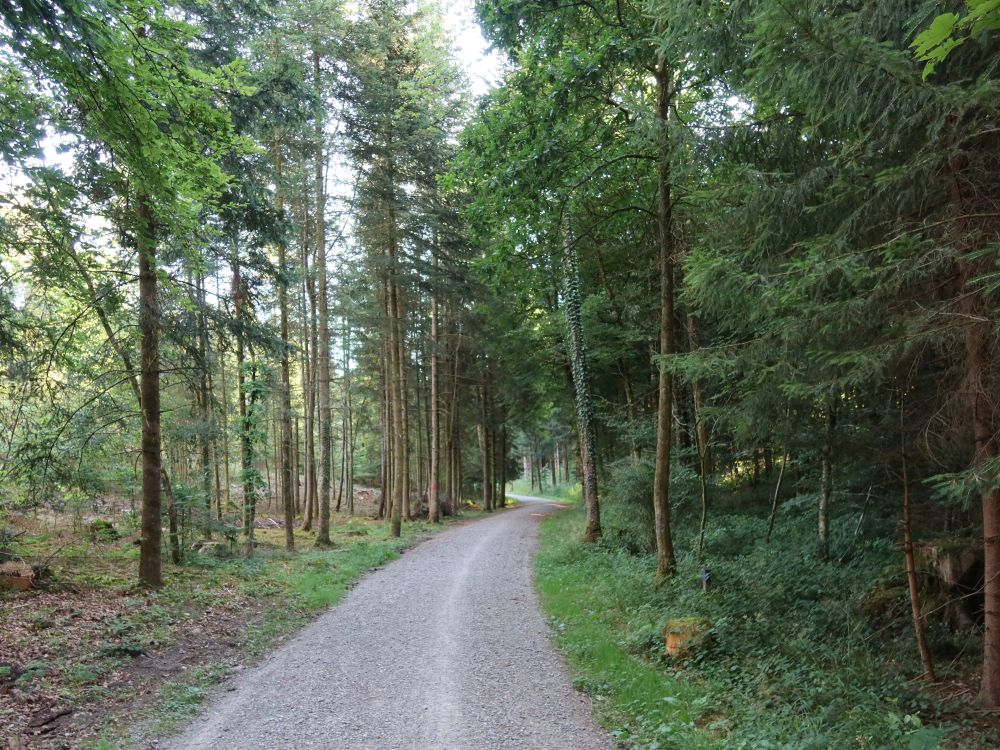 Waldweg