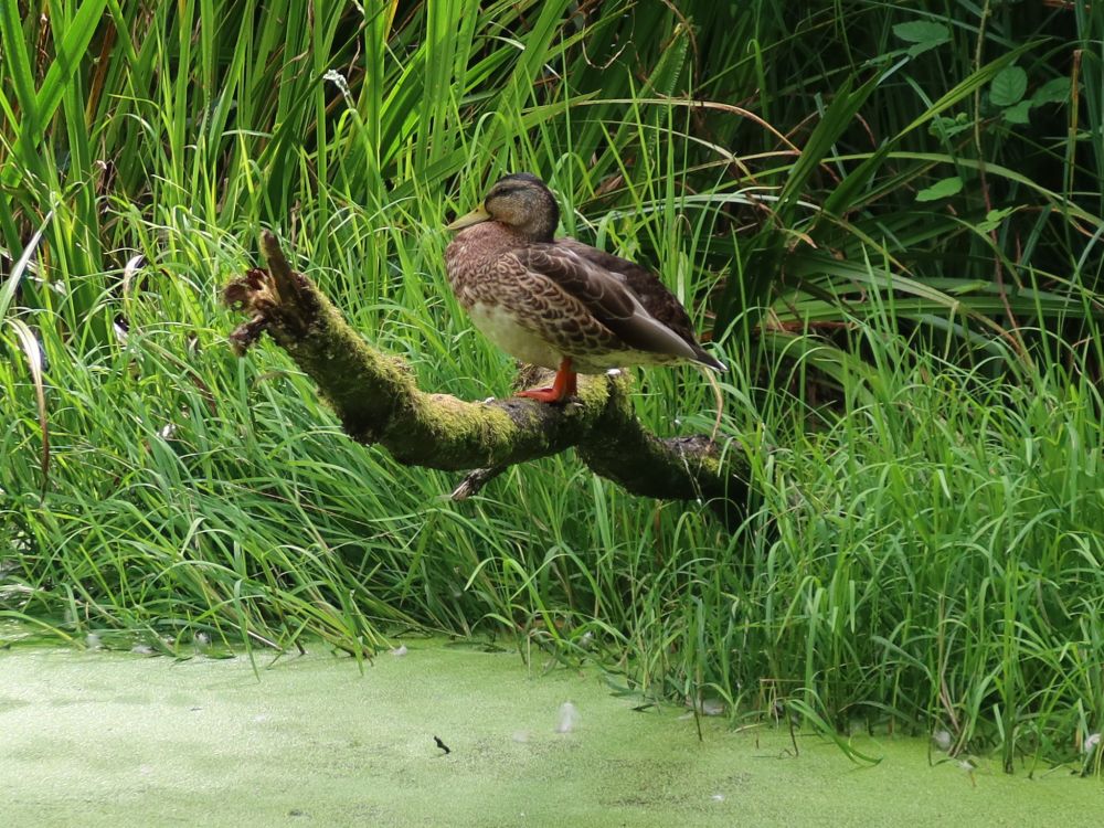 Ente auf einem Ast