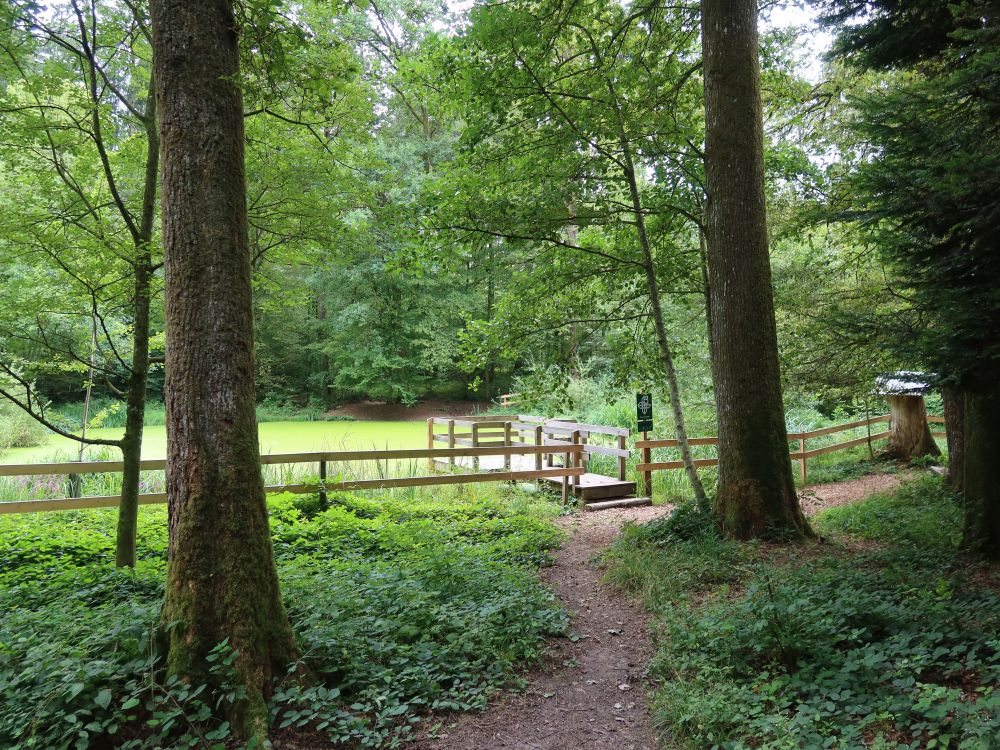 Waldweiher Maas