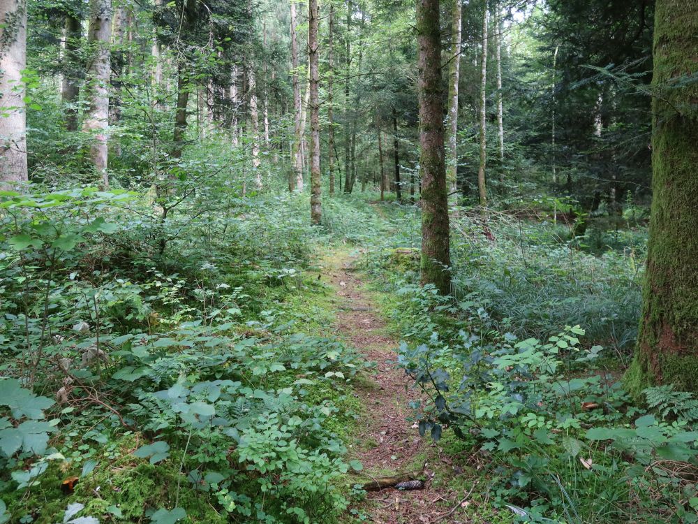 Waldpfad am Weiher