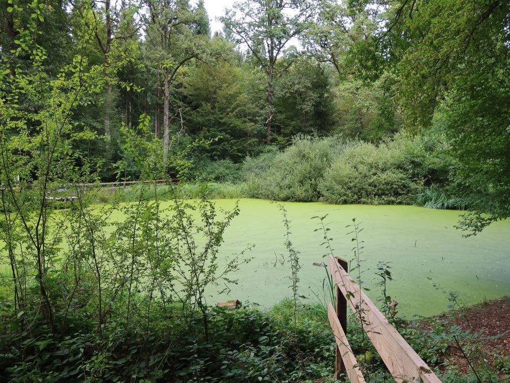 Waldweiher Maas