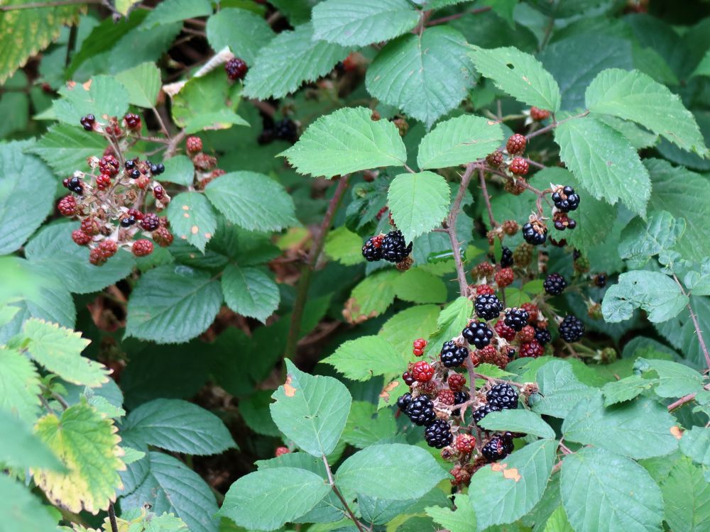 Brombeeren