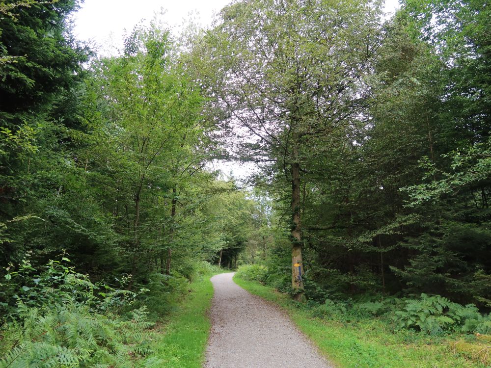 Waldweg