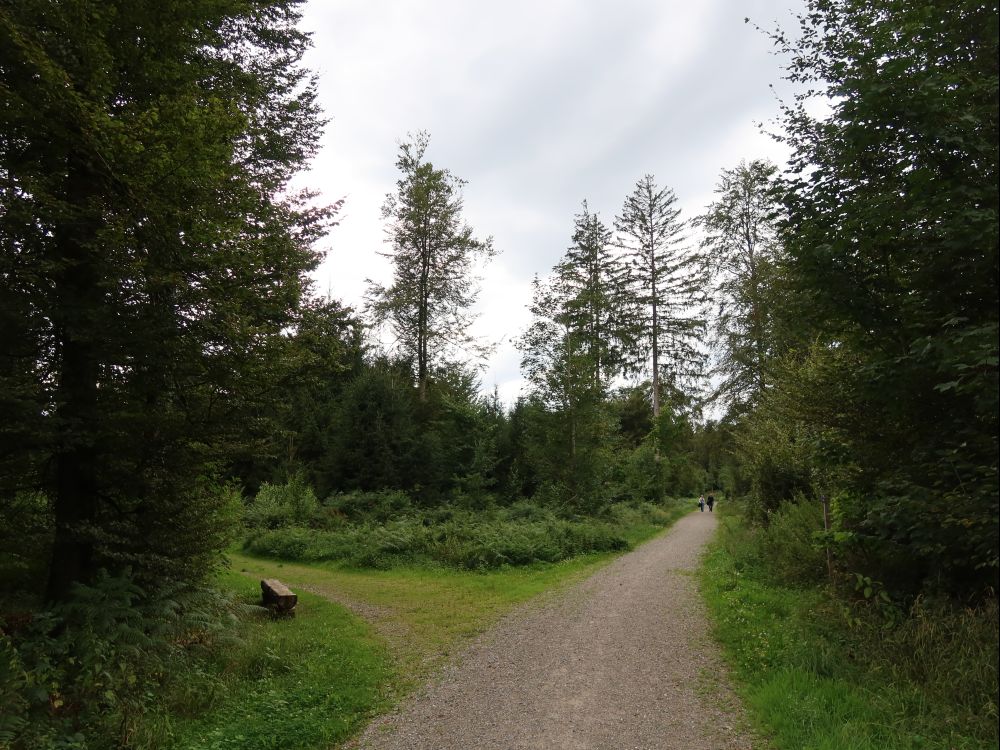 Waldweg