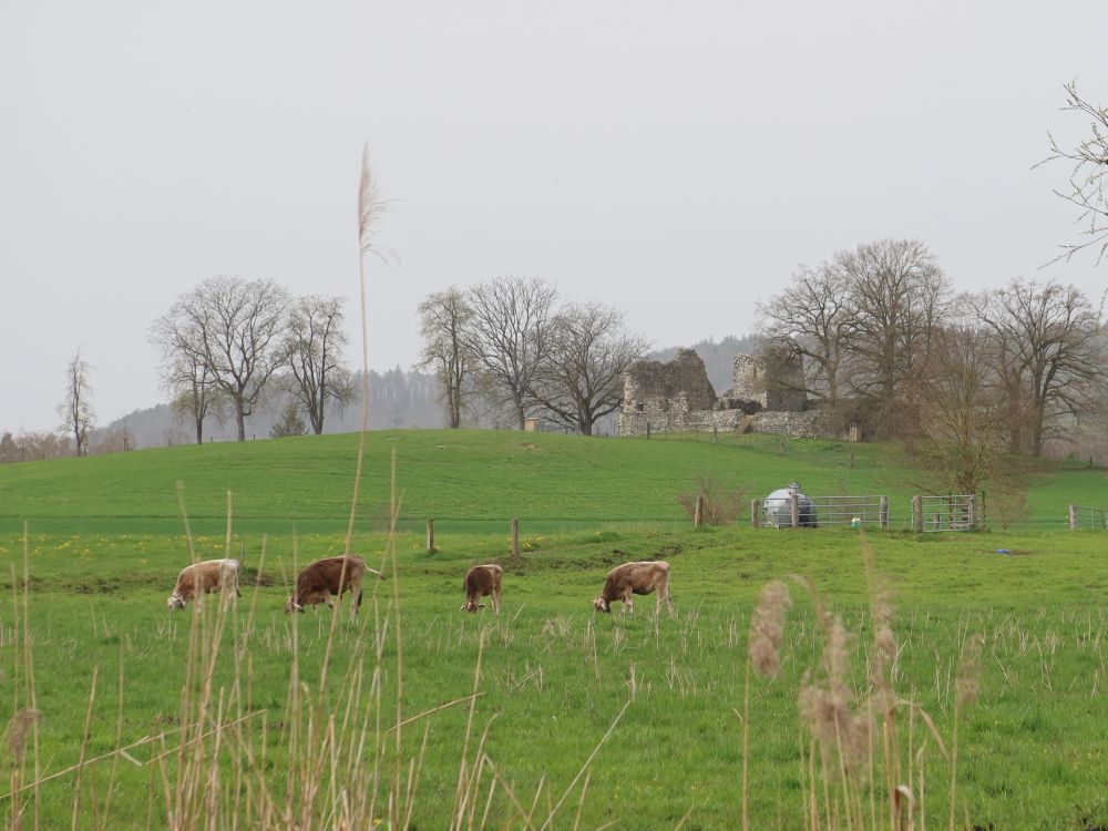 Kuhherde vor Ruine Helfenberg