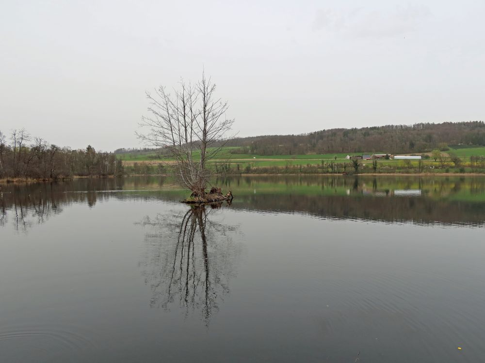 Spiegelung im Hüttwilersee