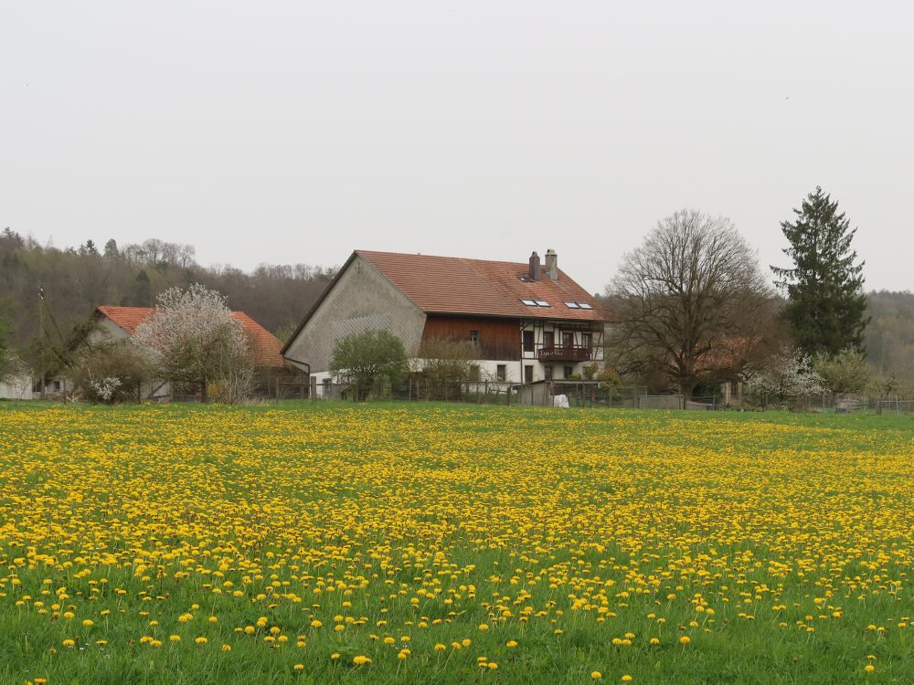 Löwenzahnwiese beim Bauernhof Seehalde