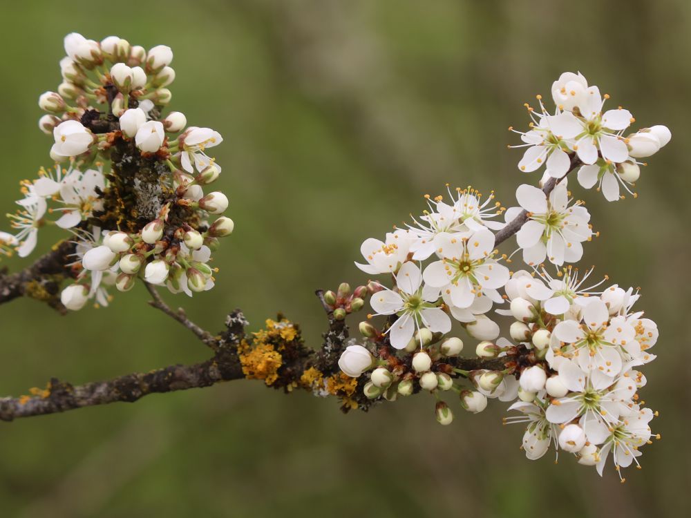 Schlehenblüten