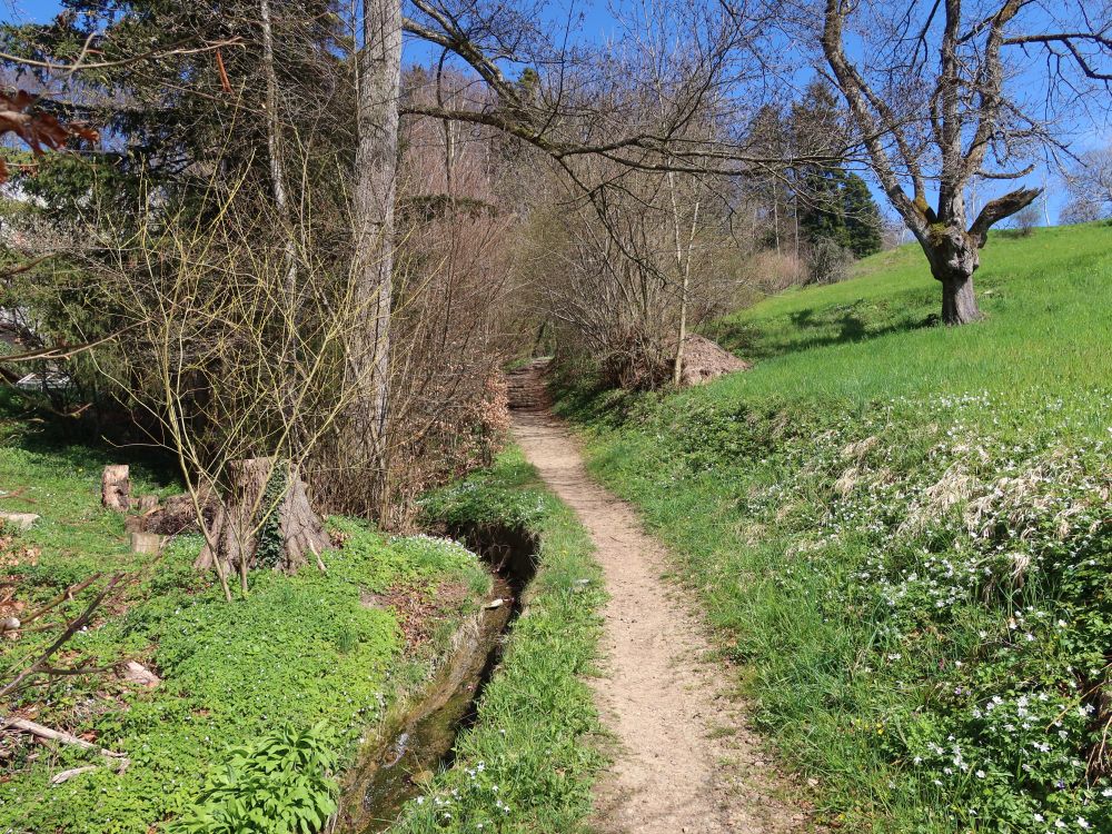 Tüfenboolweg
