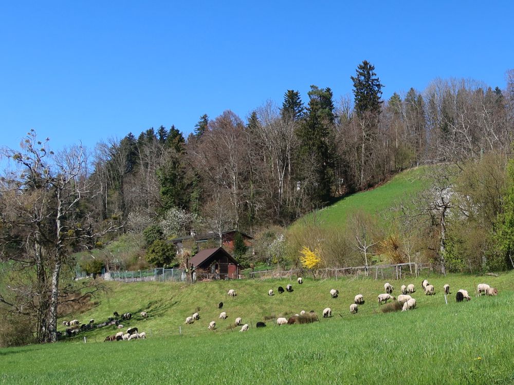 Schafe bei Mannenrain