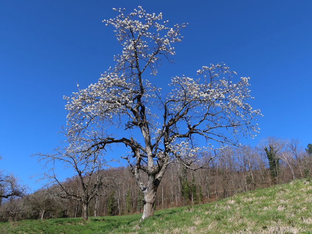 blühender Baum