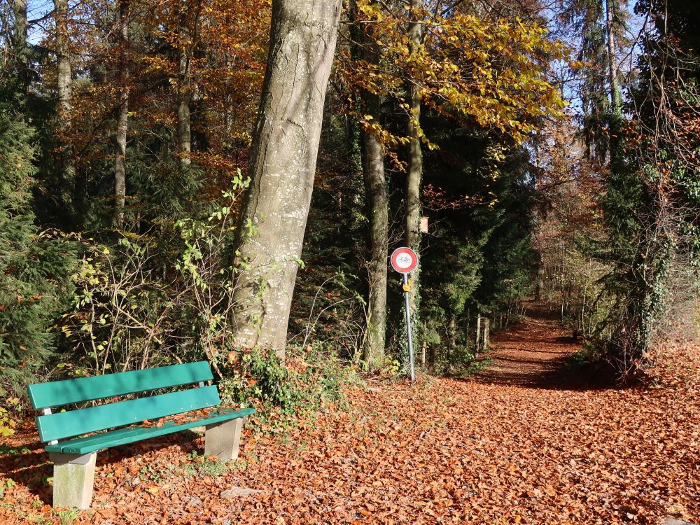 Sitzbank am Waldpfad