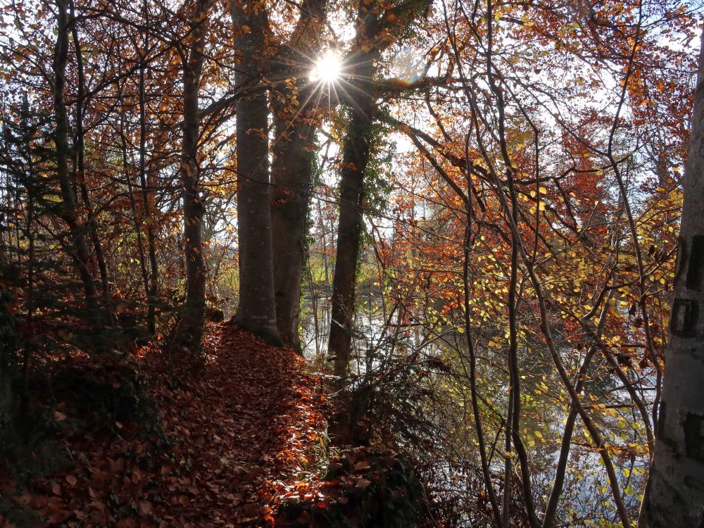 Gegenlicht zwischen Herbstbäumen