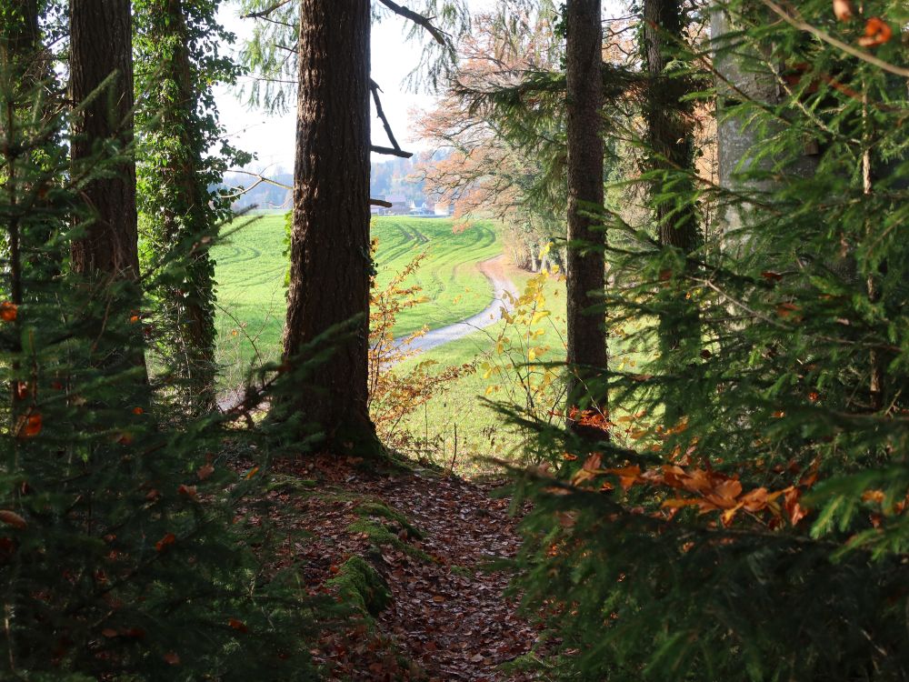 Lehbachweg zwischen Bäumen