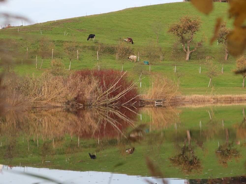 Spiegelung im Hauptwiler Weiher