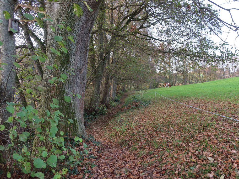Uferweg am Weiderand
