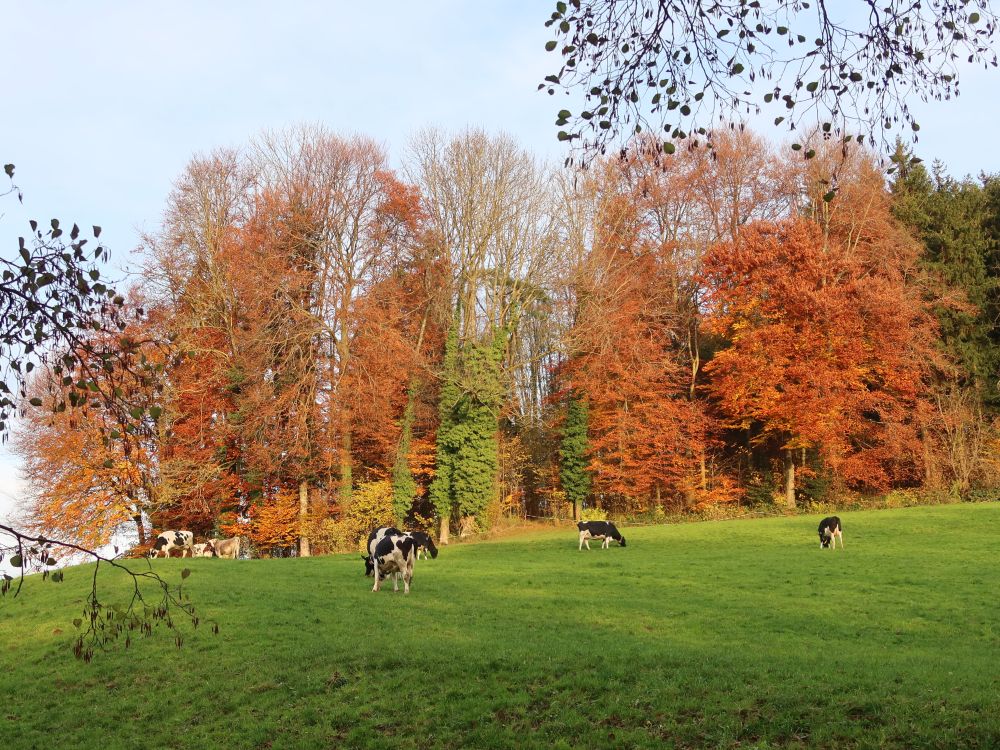 Herbstfarben über Kuhweide