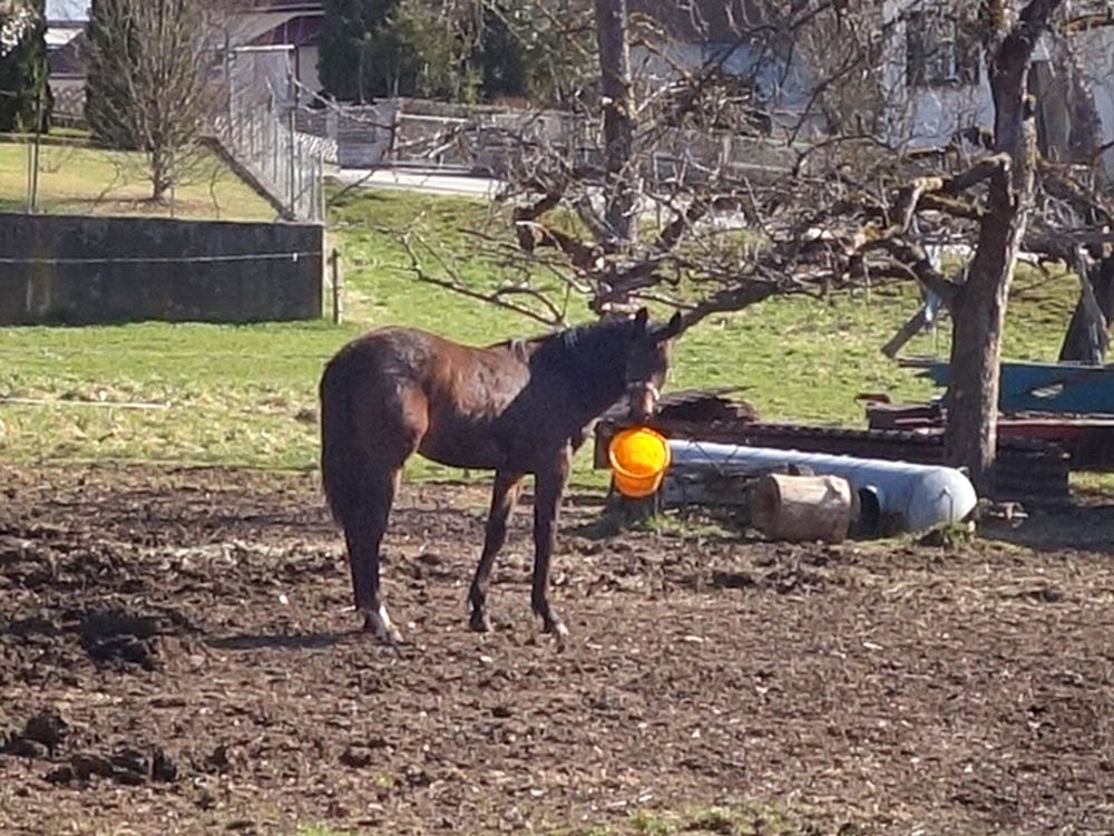 Pferd mit Eimer