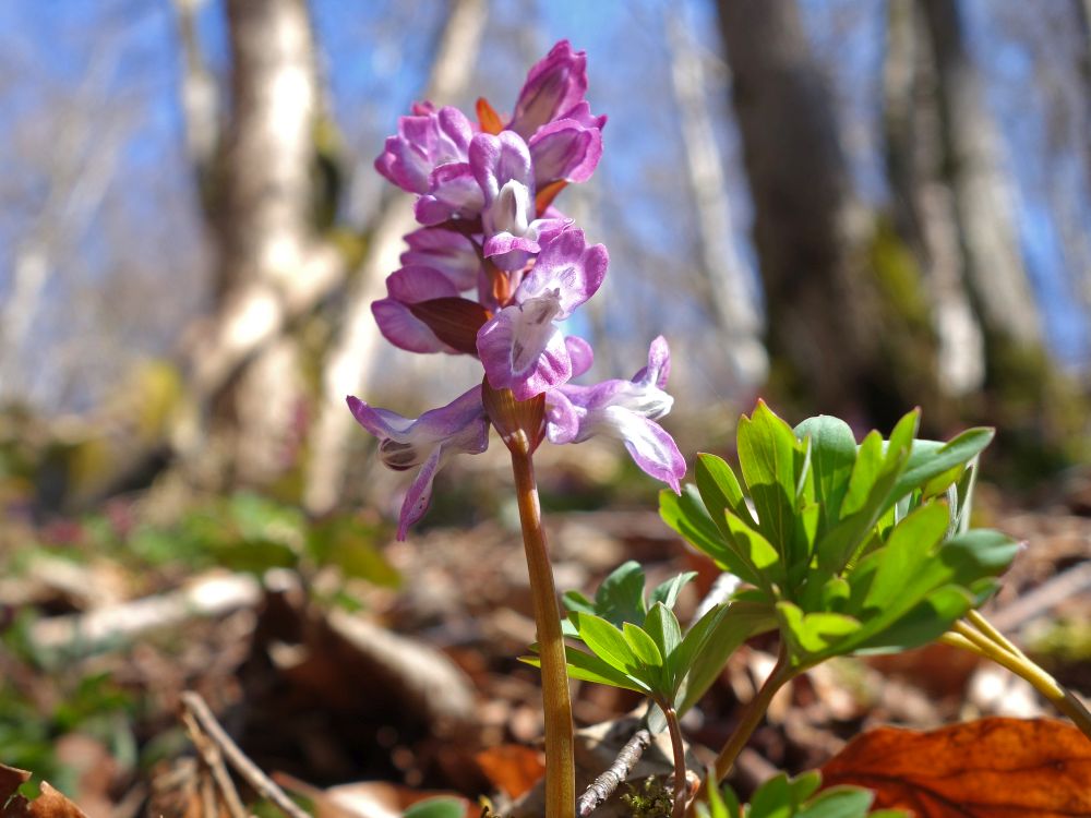 Hohler Lerchensporn