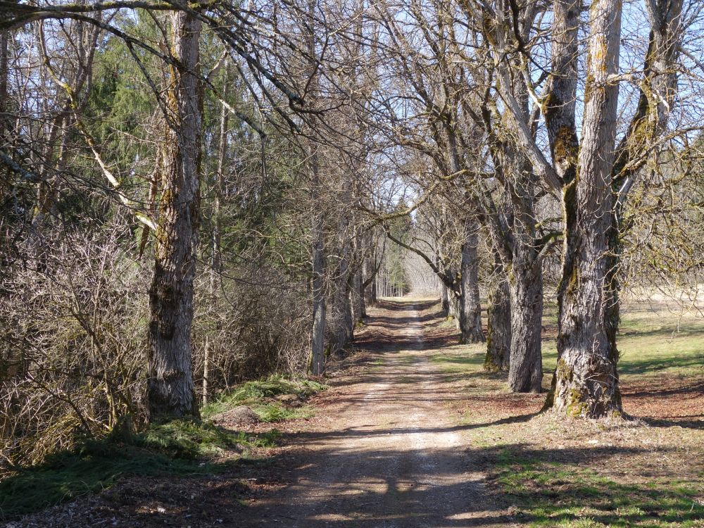 Allee bei Werenwag