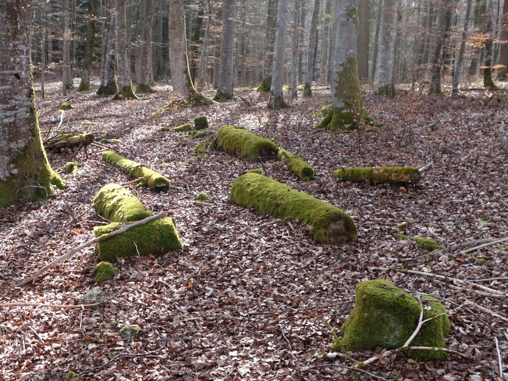 bemooste Baumstmme schwimmen im Laub