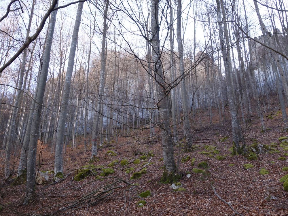 Wald unter St. Anna