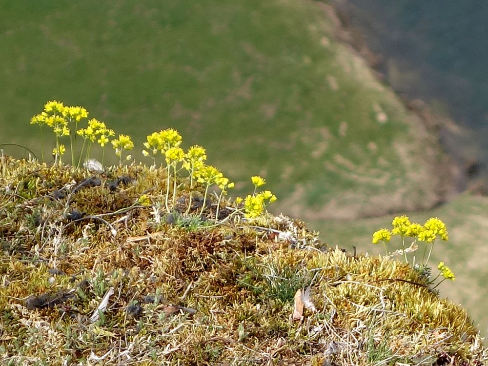gelbe Blüten an der Felskante