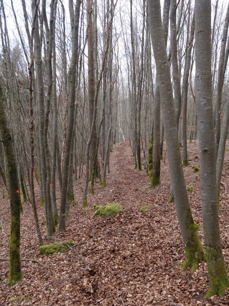 Pfad beim Schlossfelsen