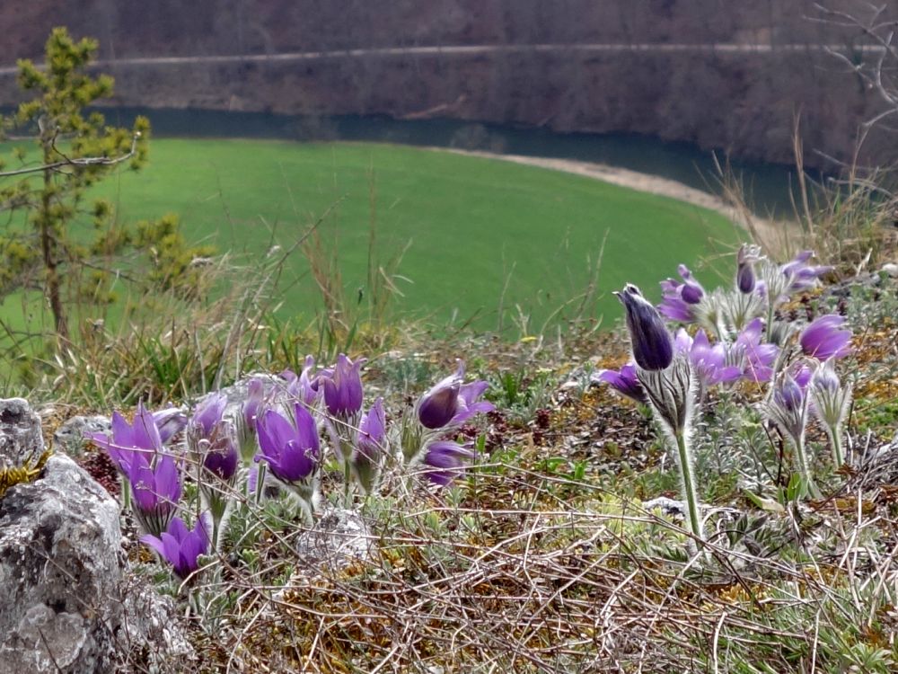 Kchenschelle